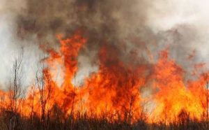 Pourquoi rêver de feu de brousse ?