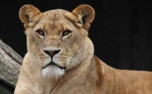 Pourquoi rêver de lionne ?