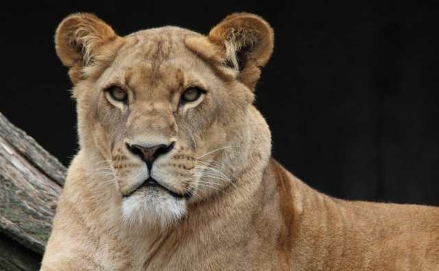 Pourquoi rêver de lionne ?