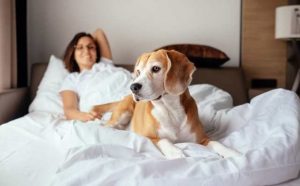 Comment bien interpréter rêver de lit plein de poils ?