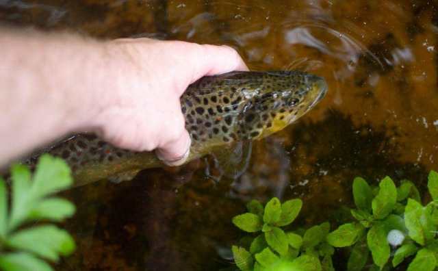 Comment bien interpréter rêver de pêcher du poisson ?