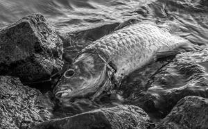 Pourquoi rêver de poisson mort ?
