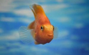 Pourquoi rêver de poisson rouge ?