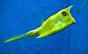 Pourquoi rêver de poisson vivant ?