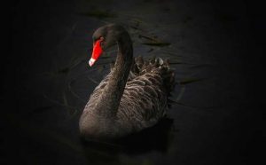 Comment bien interpréter rêver de sauver un cygne ?