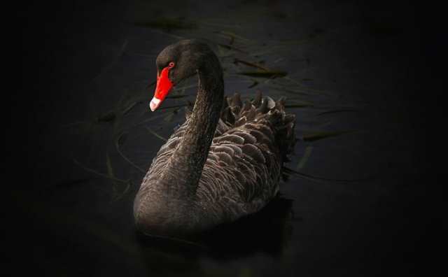 Comment bien interpréter rêver de sauver un cygne ?