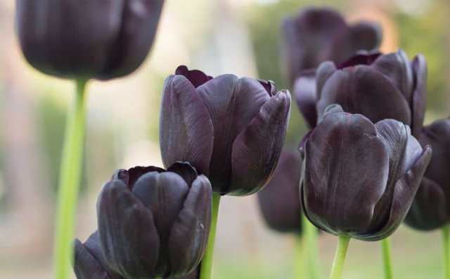 Comment bien interpréter rêver de tulipe noire ?