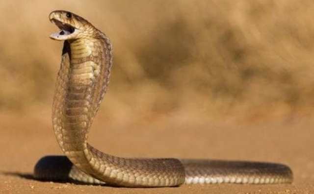 Que signifie rêver de cobra en Islam?