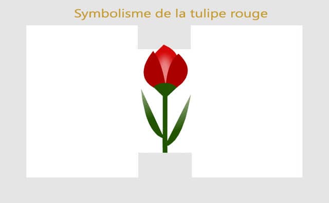 Tulipe rouge : Symboles et significations