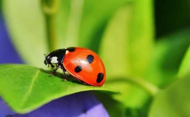 La coccinelle symbolise la chance et le bonheur