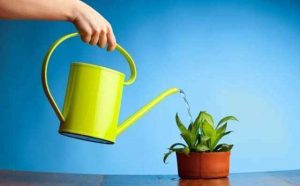 Pourquoi rêver d'arroser des plantes vertes ?