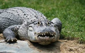 Pourquoi rêver d'attaque d'animaux ?