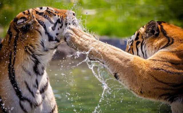 Pourquoi rêver de tigre qui attaque ?