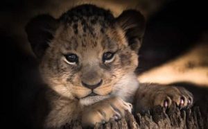 Pourquoi rêver de lionceau ?