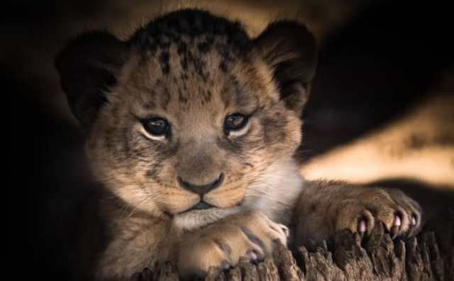 Pourquoi rêver de lionceau ?