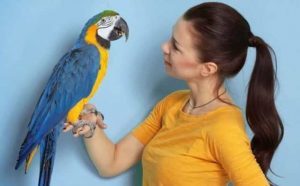 Pourquoi rêver de parler à un perroquet ?