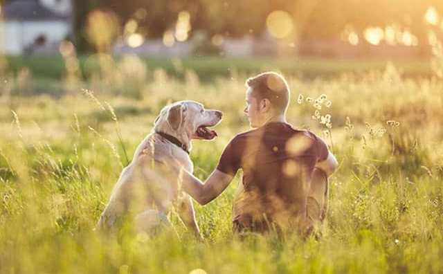 Pourquoi rêver de parler aux animaux ?