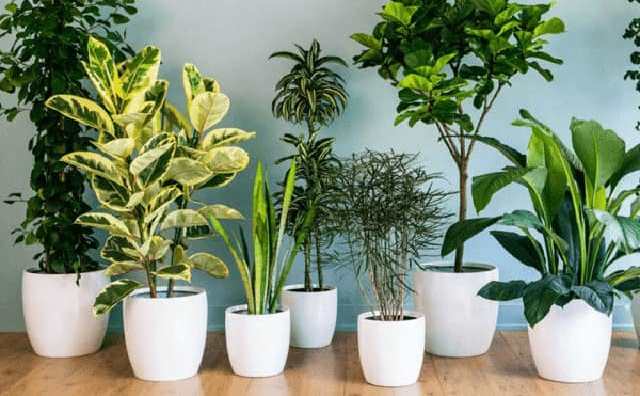 Comment bien interpréter rêver de plantes d'intérieur ?