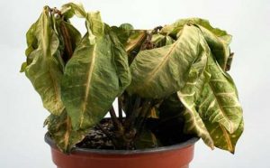 Pourquoi rêver de plantes fanées ?