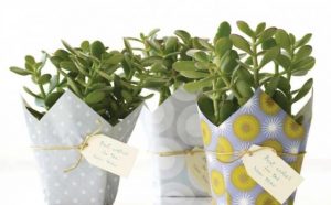 Pourquoi rêver de recevoir des plantes en cadeau ?