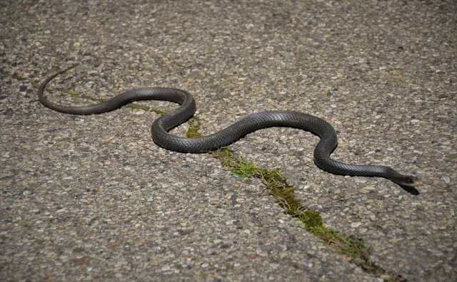 Pourquoi rêver de serpent qui me poursuit ?