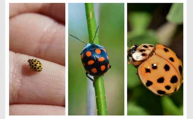 Signification spirituelle de la coccinelle