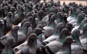Pourquoi rêver que des pigeons m'attaquent ?