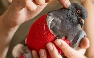 Pourquoi rêver de caresser un pigeon ?