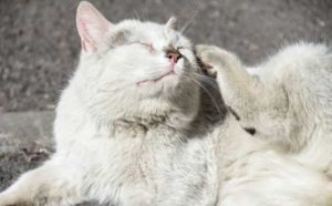 Pourquoi rêver d'un chat blanc sale ?