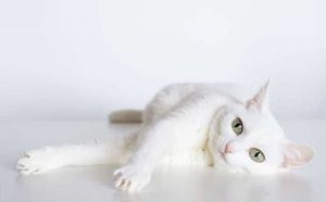 Comment bien interpréter rêver de chat blanc ?
