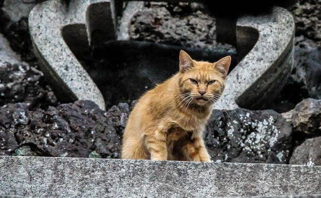 Pourquoi faire le rêve de chat roux qui attaque ?