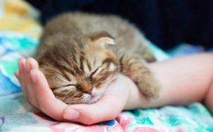Comment bien interpréter rêver de chatons morts ?