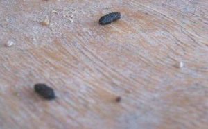 Pourquoi rêver de crottes de souris ?