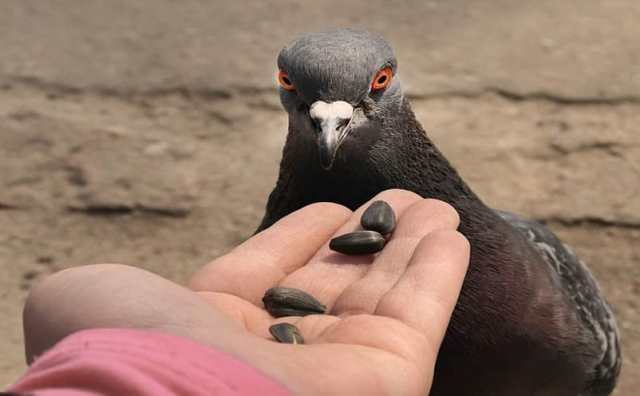 Pourquoi rêver de nourrir des pigeons ?