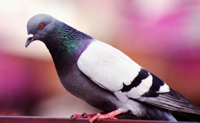 Pourquoi rêver de pigeon dans la maison ?