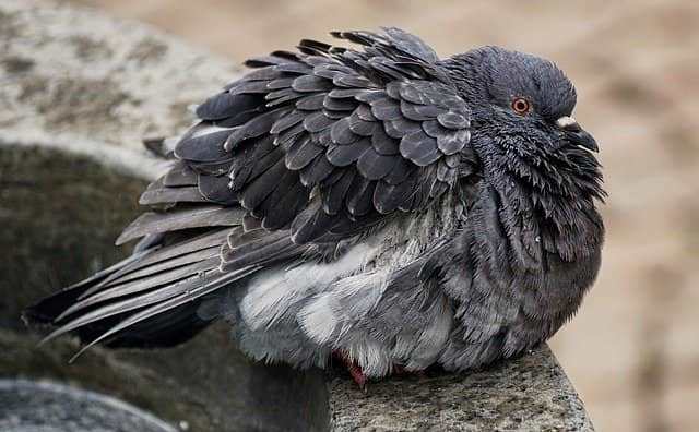 Pourquoi rêver de pigeon blessé ?