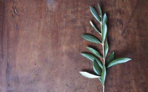 Comment bien interpréter rêver de rameaux ?