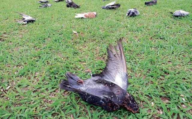 Comment bien interpréter rêver de tuer des pigeons ?