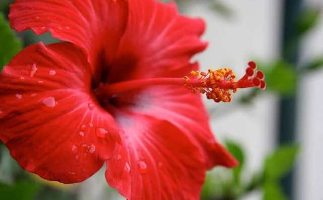 Pourquoi rêver d'hibiscus ?