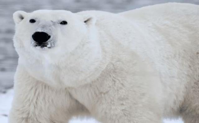 Pourquoi rêver d'ours blanc ?