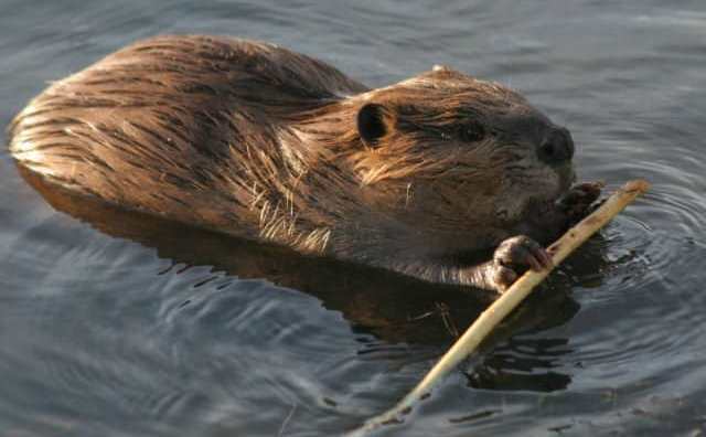 Comment bien interpréter rêver de castor ?