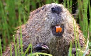 Pourquoi rêver de morsure de castor ?