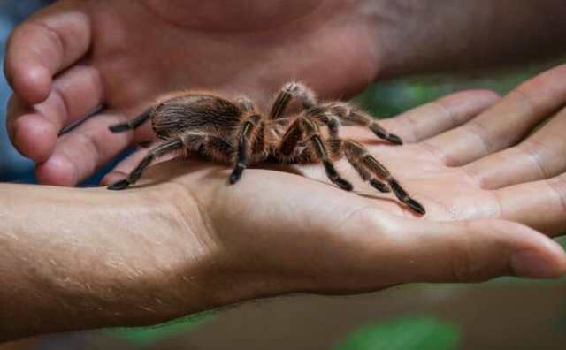 Comment bien interpréter rêver de piqûre d'araignée ?