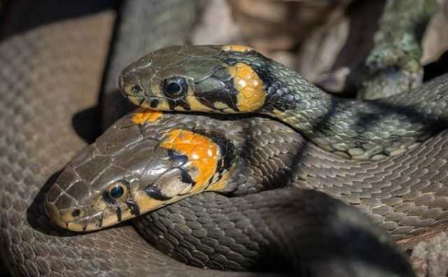 Pourquoi rêver d'être entouré de serpents ?