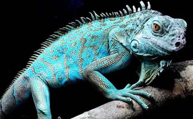 Rêver d'iguane bleu : Signification & interprétation