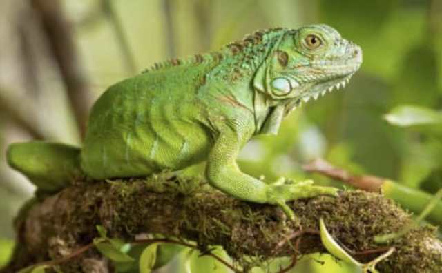 Pourquoi rêver d'iguane vert ?