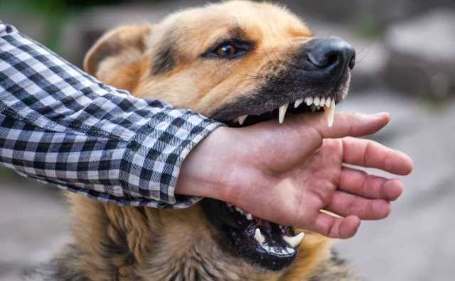 Pourquoi rêver de chien qui attaque ?