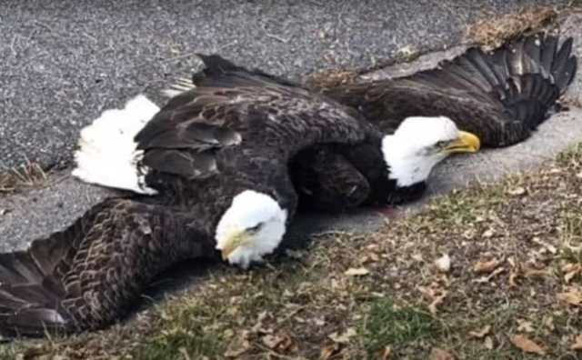 Pourquoi rêver d'aigle blessé ?