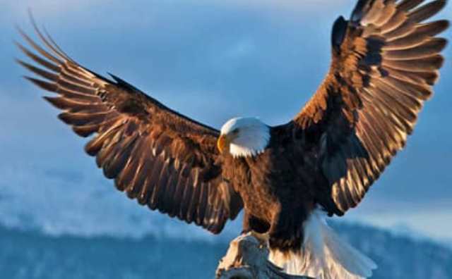 L'aigle géant et sa signification dans les rêves :