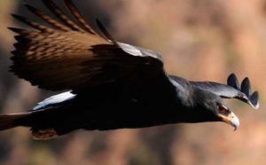 Comment bien interpréter rêver d'aigle noir ?